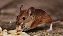 24 Hour & Emergency Exterminators in Rose Lodge, OR